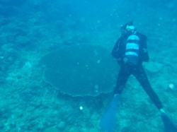 特大テーブルサンゴ！（嘉手納マリーナ沖）