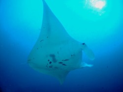 見れるかなーー？？会いたいなーー？？