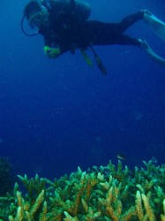 エダサンゴの群生もあります♪ エダサンゴの群生もあります♪