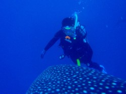 こんなに大接近！（ジンベイザメ）