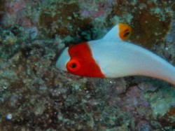 いろぶだいベビー いろぶだいベビー