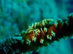 ムチカラマツエビ　（イナンビシ　沖縄本島近海）