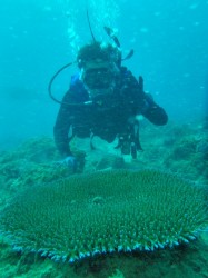 このテーブルサンゴはドコのでしょう? pa210005