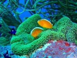 せじろくまのみ せじろくまのみ