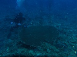 巨大テーブルサンゴ