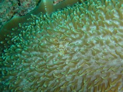 イナンビシ　エビですよー