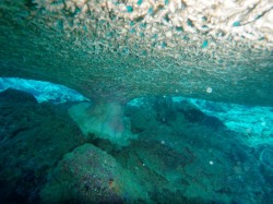 西海岸　大きなテーブルサンゴを下から