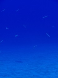 そして　お目当ての砂地♪