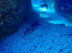 サメを見た後・・・