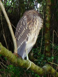 く、首が無いっ