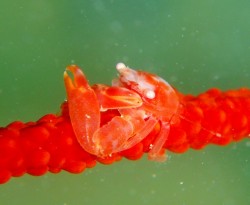 ムチヤギカクレカニダマシ　　一箇所に沢山居ましたね♪