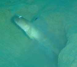 とにかく大きかったーーー♪　イトヒキハゼでしょうか？