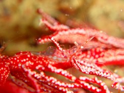 アカスジカクレエビ　小さいですが、とっても綺麗でした。