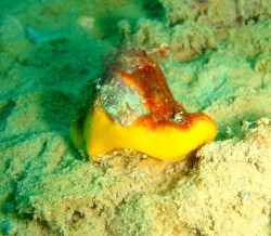 カイカムリの仲間　　ここにも居てくれました！！最近お気に入りなのです♪