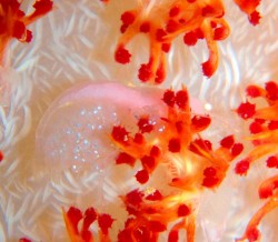 トゲトサカテッポウエビ　　お腹に卵を持っています！！わかりますかーー？？？