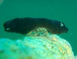 カイカムリの仲間　　あらあら何を背負っているのですか？最近この種類に夢中です。。。