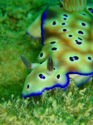 甲殻類がメインだったので、ウミウシがあまり見れなかったな～(汗)