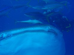 ジンベイダイビング