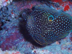 シモフリタナバタウオ