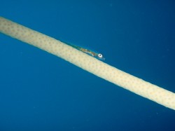 ミュー１０２０で撮った写真