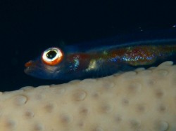 クローズアップをつけて撮った写真