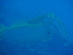 091117n-e382b3e38396e382b7e383a1