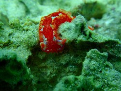 極小のミカドウミウシ。この子が30ｃｍ近くに育つなんて