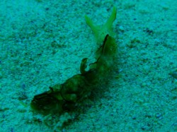 ウミウシの季節が近づいてきましたね。 ウミウシの季節が近づいてきましたね。