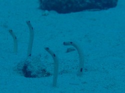 たいがいこんな感じにペアなのに