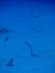 寂しそうだ・・・