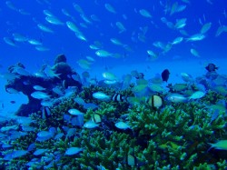 トウマのこのサンゴは必ず見に行っちゃいますね～