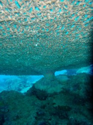 いつ見ても面白いです。サンゴを見上げるって・・・