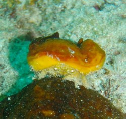 カイカムリ　　なんだか帽子が潰れてきたような・・・