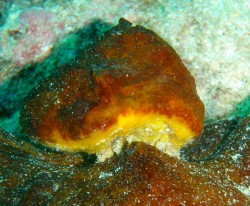 やっぱり僕はこのコが好きなのです。