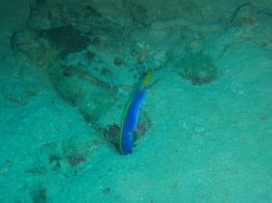 ハナヒゲウツボ