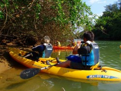 シオマネキやトントンミーを観察