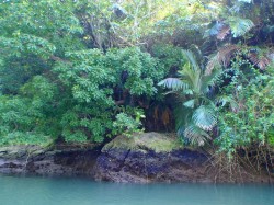 嘉手納町内なのにジャングルみたい！