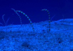 ニシキアナゴ　　これも是非みたい！！水深が深めなので、そこは注意ですね。