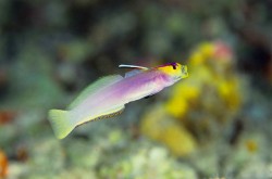 パラオツアー　ヘルフリッチ(シコンハタタテハゼ)　是非見たい！