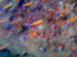 アオギハゼ 暗い所で見るとぱっとしないのにねー アオギハゼ 暗い所で見るとぱっとしないのにねー