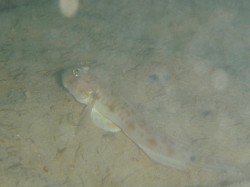 カタボシオオモンハゼ