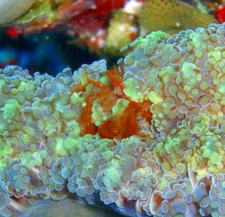 サンゴを探せば、オランウータンクラブがいます♪