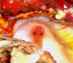 貝のなかに可愛いコが♪　