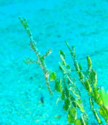 初めて見ました！！緑のニシキフウライウオ！！レアですよーー♪