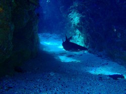 見た目は怖いけどおとなしいサメなんですよ~ 見た目は怖いけどおとなしいサメなんですよ~