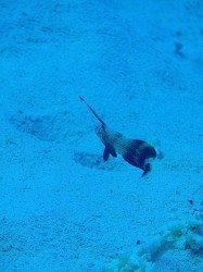 砂地の忍者 砂地の忍者