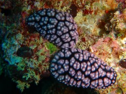 ウミウシ　レンズなし