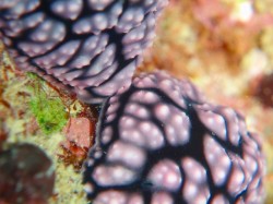 クローズアップレンズ使用　