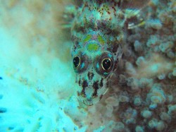 ヘビギンポ　レンズ使用