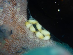 ウミウサギ卵　レンズ使用